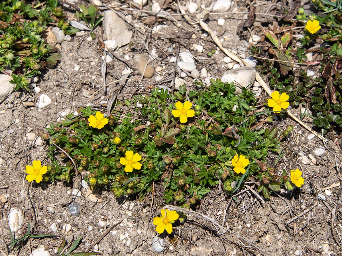 Habitus